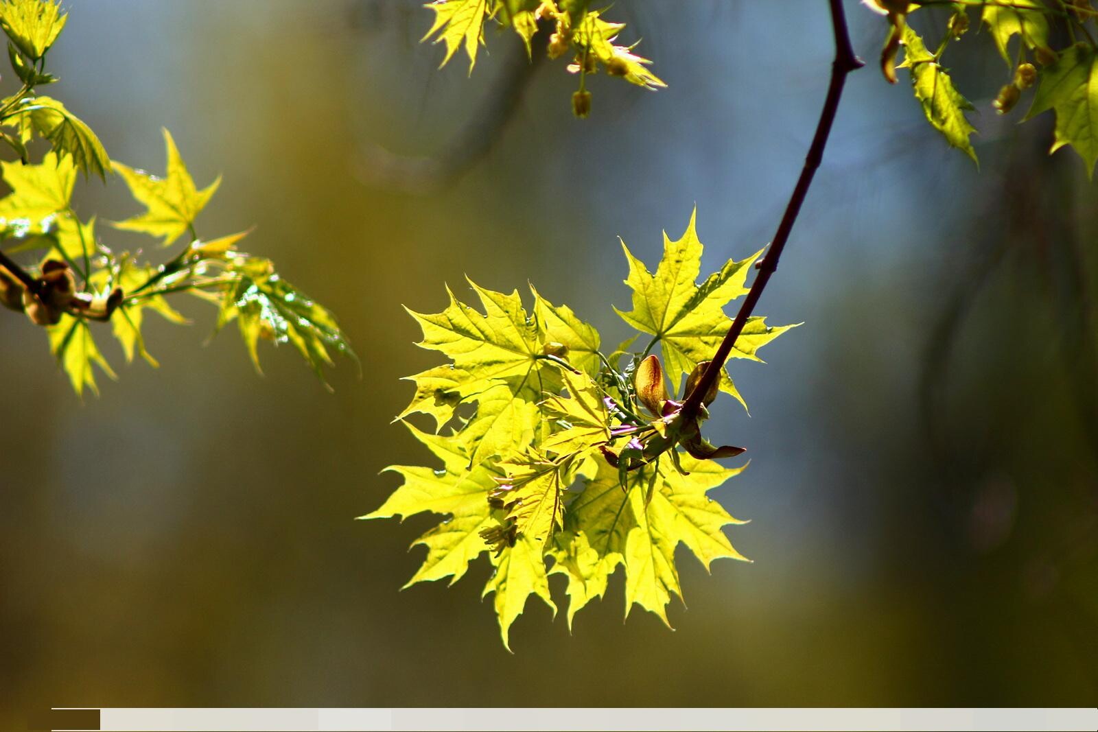 Objectif Canon EF 75-300mm f/4-5.6 III - Photo 2 sur 3