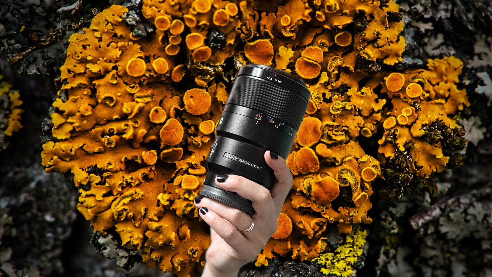 Sony 90mm Macro G F2.8 OSS FE - Photo 3 sur 3