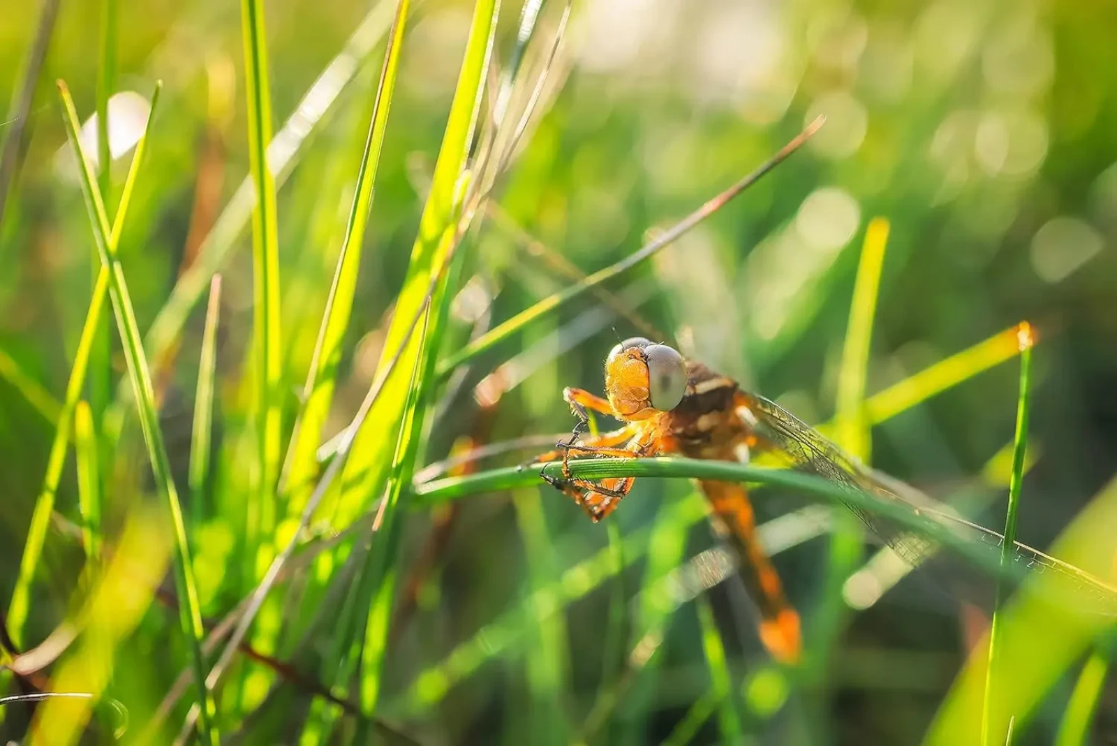 Canon 24mm F/1.8 MACRO IS STM - Photo 5 sur 8