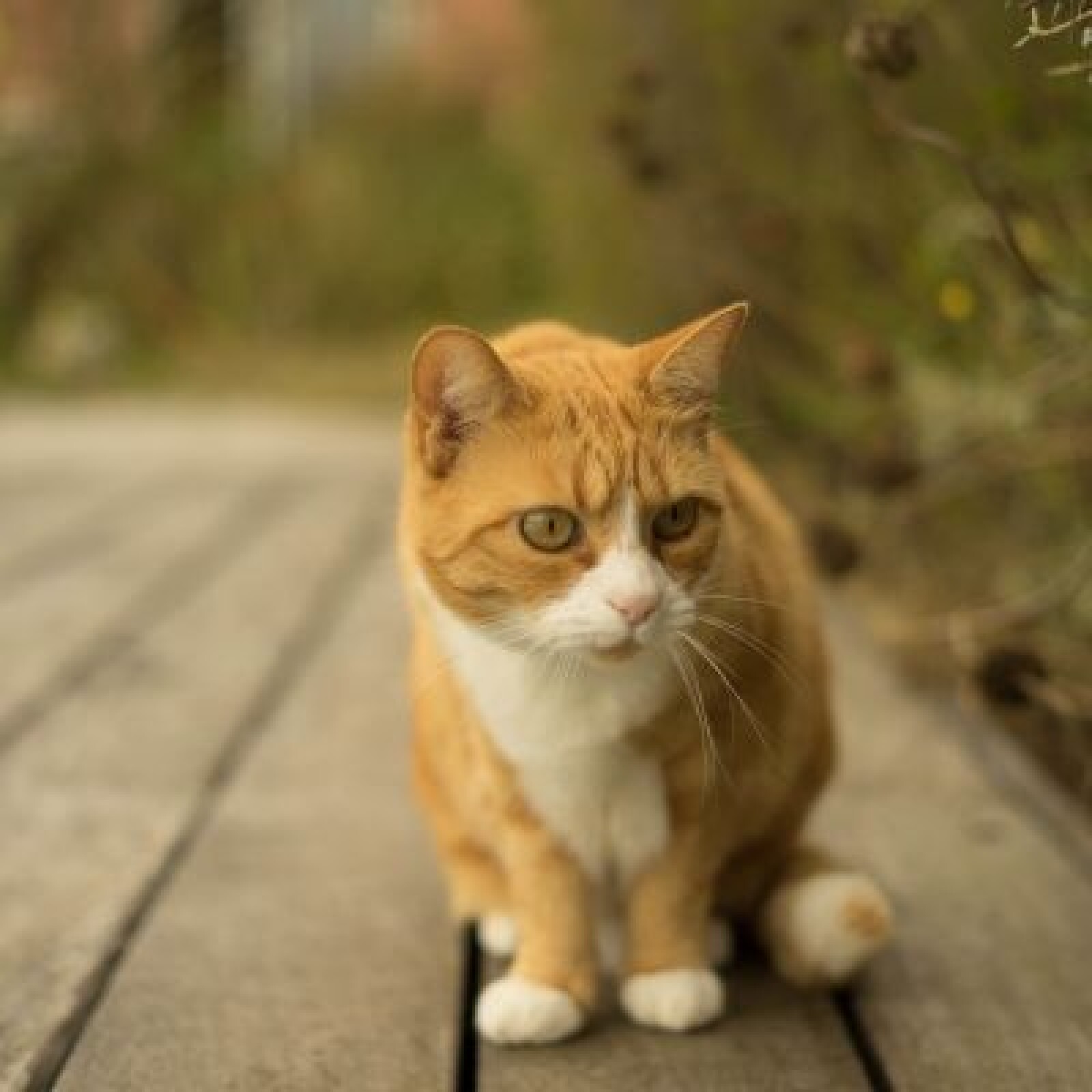 50mm f:2 Zeiss Loxia (monture E) - Photo 2 sur 3