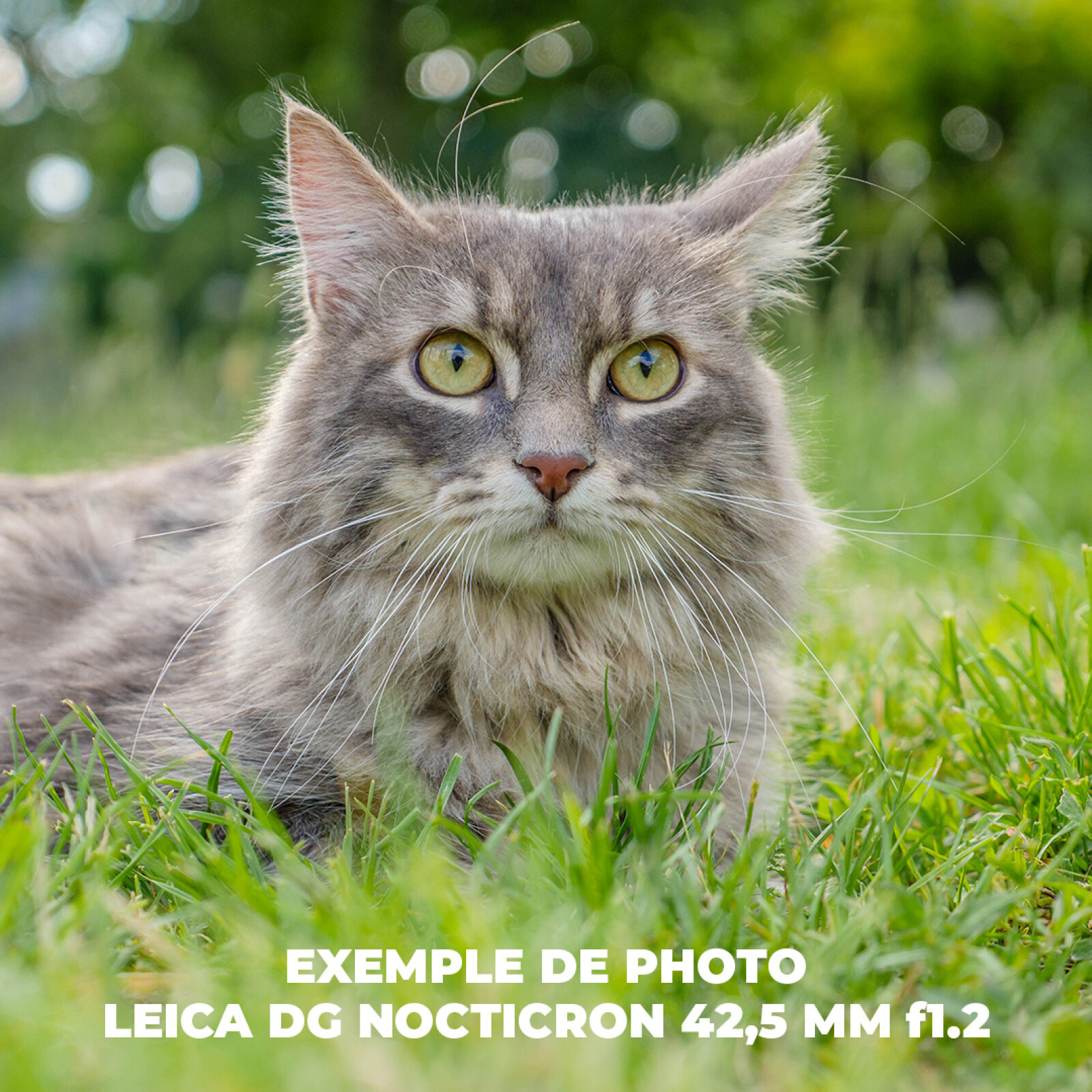 Panasonic Leica DG Nocticron 42,5 mm f/1,2 ASPH - Objektif portrait - Bokeh - Photo 3 sur 3
